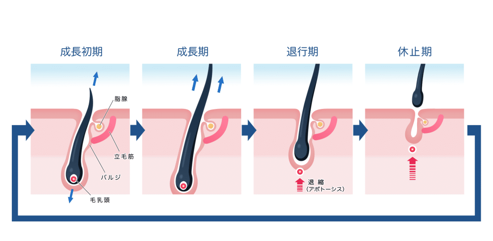 ヘアサイクル（毛周期）